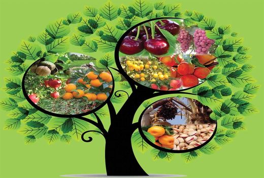  ارزش 3.2 میلیارد دلاری صادرات محصولات باغبانی 