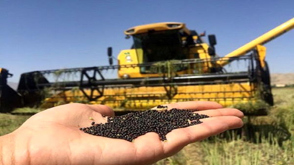 خرید 220 هزار تن کلزا بدون حتی یک کیلوگرم فساد/ ذخیره سازی محصولات کشاورزی از مرداد آغاز می‌شود