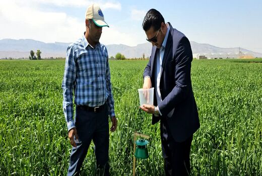 تولید بیش از 45 هزار تن گندم در داراب
