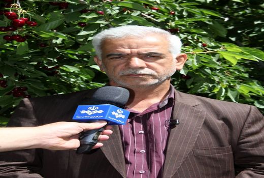 برداشت سالانه 7500 تن آلوی قطره طلا در استان لرستان