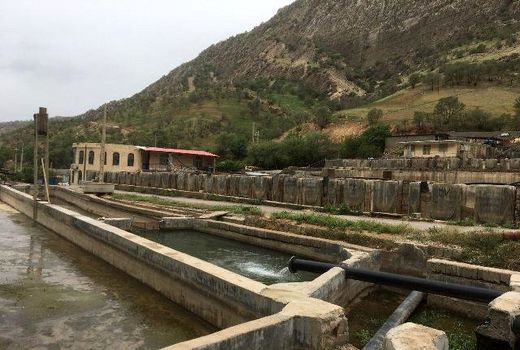 هدفگذاری تولید 10هزارتن ماهی سردابی در شهرستان کیار