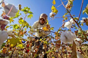 برداشت وش پنبه از مزارع ارقام زودرس خراسان شمالی آغاز شد 