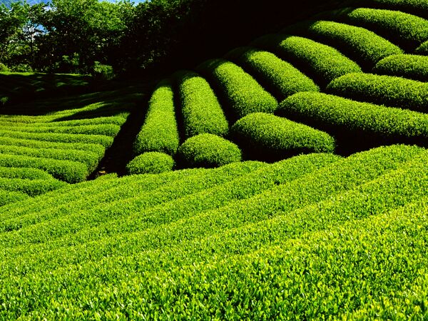 آغاز خرید تضمینی برگ سبز چای از اردیبهشت ماه سال جاری