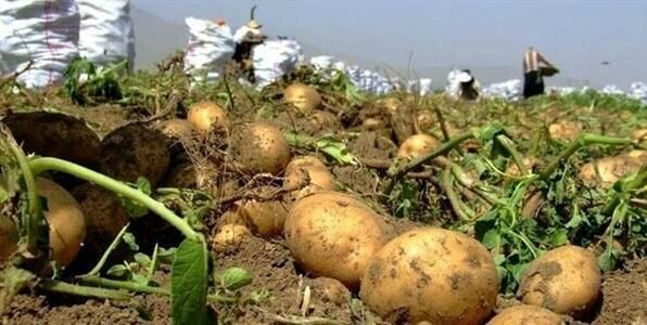 ظرفیت نگهداری ۳۵ هزار تن سیب زمینی در سردخانه های شهرستان قروه 