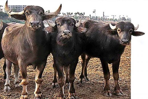 طرح پرواربندی گاومیش در استان خوزستان اجرا می‌شود