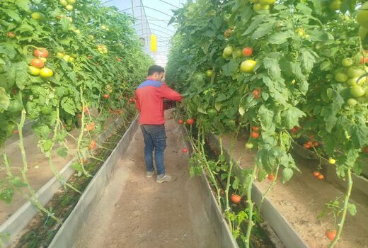 تأمین ۹۰۸ هزار لیتر سوخت اضطراری برای پایداری تولید در گلخانه‌های جلفا
