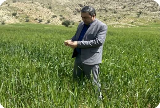 کهگیلویه و بویراحمد در مسیر ثبت رکورد تولید گندم