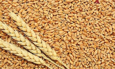  توزیع بیش از 20 هزار تن بذر گواهی شده و لیبل دار گندم علاوه بر بذور خودمصرفی کشاورزان