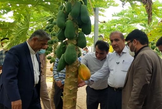 ۸۰۰۰ میلیارد تومان در حوزه بیمه کشاورزان مصوب شد