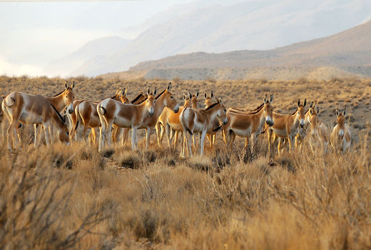 تشدید حفاظت از گورخر ایرانی در منطقه بهرام گور 