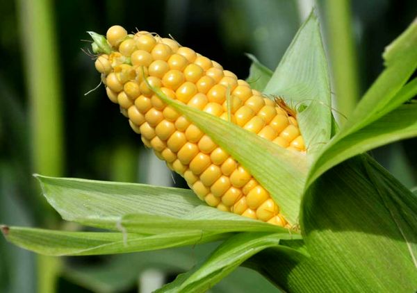 تولید  ۸۰۰  تن ذرت شیرین در مزارع کشاورزی شهرستان البرز