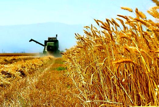 خرید 1.5 میلیون تن گندم مازاد از کشاورزان  