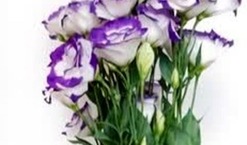 تولید ۴۶ میلیون گل شاخه بریده در گلخانه‌های فارس