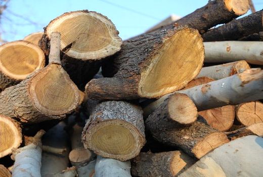 کاهش ۶۶ درصدی کشفیات چوب قاچاق در کردستان