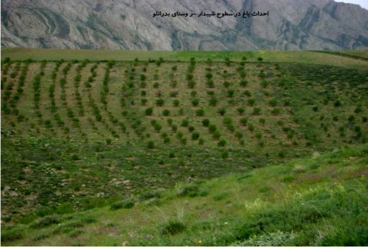 توسعه باغات و گیاهان دارویی در اراضی شیبدار خراسان شمالی