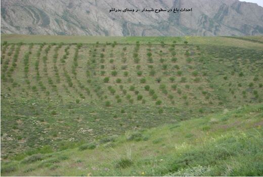 توسعه باغات و گیاهان دارویی در اراضی شیبدار خراسان شمالی