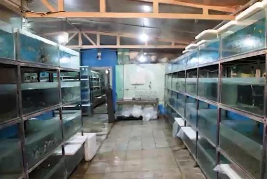 کاشان سرزمین ماهی های قرمز شب عید