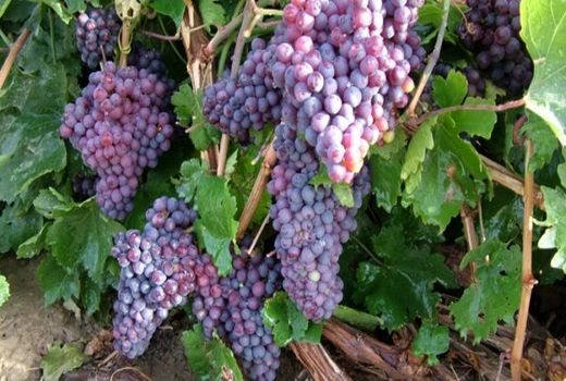 70 درصد انگور تاکستان‌های شیروان به کشمش تبدیل شد