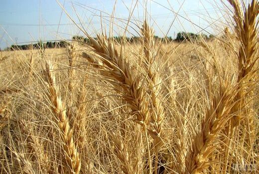 خرید سالانه بیش از ۵۰ درصد گندم مازاد استان توسط تعاونی‌ها 