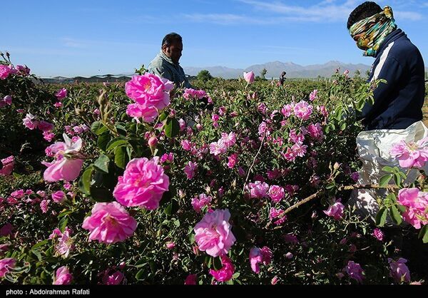 امسال ۷هزار تن انواع محصولات دارویی جمع‌آوری می‌شود