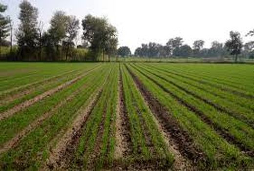 کشت بر روی پشته‌های بلند در کوار