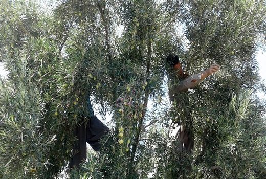 زیتون باغ های فسا به بازار آمد 