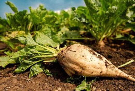 بیمه فراگیر چغندر قند تولید پایدار را ضمانت می‌کند