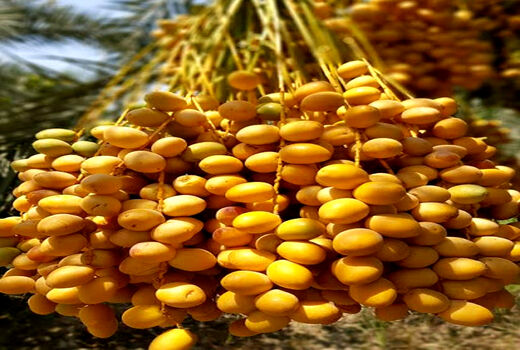آغاز برداشت خارک؛ نخستین میوه نخلستان های استان بوشهر