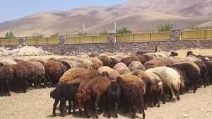 سه واحد دامداری در شهرستان بهارستان احیا شد