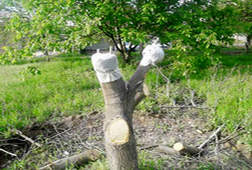 اجرای عملیات تعویض تاج باغات گردو درشهرستان خداآفرین 