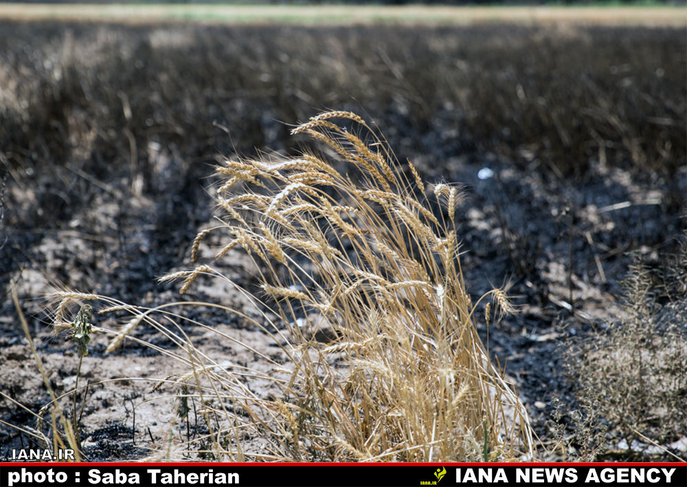 مزرعه سوخته