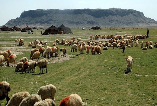 کرونا کوچ بهاره عشایر سیستان وبلوچستان را به تعویق انداخت