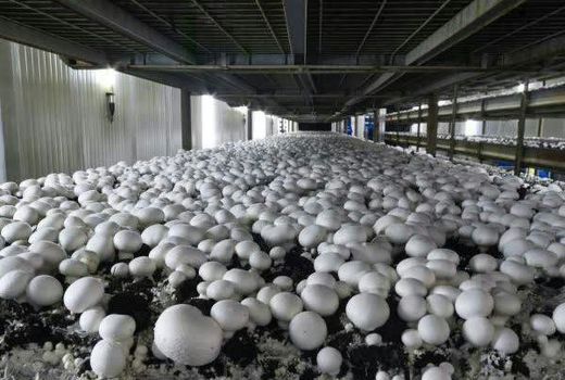 راه اندازی کارگاه دانش آموزی پرورش قارچ در بروجن