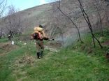 مبارزه گسترده با ملخ شاخک بلند در مزارع قزوین آغاز شد