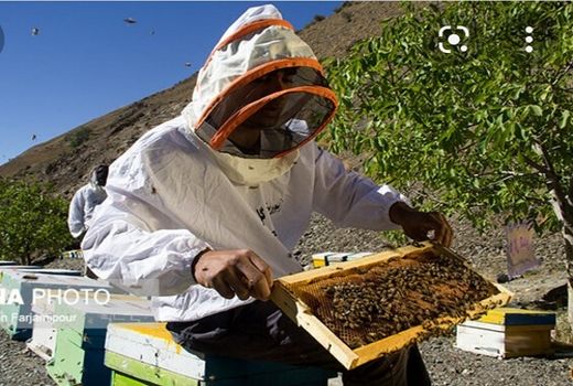 تولید 30 تن عسل در ارسنجان