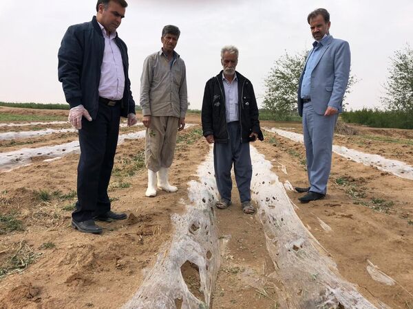 خسارت تگرگ به مزارع و باغات شهرستان اشکذر