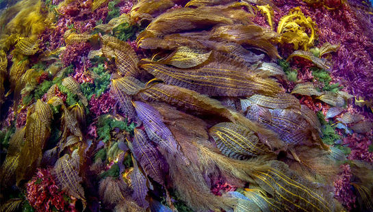 حیات‌وحش در آب‌های ژاپن 