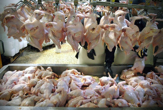 قیمت مرغ با بازی دلالان بالا و پایین می‌شود