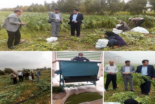 بازدید مدیر تعاون روستایی استان ایلام از پروژه پوست گیری و فرآوری و انجماد باغ باقلا و نخود فرنگی