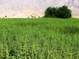 کشت کنجد ناشکوفا در شهرستان پارس آباد