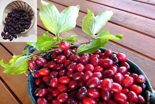  رتبه دوم آذربایجان شرقی در تولید زغال اخته در کشور