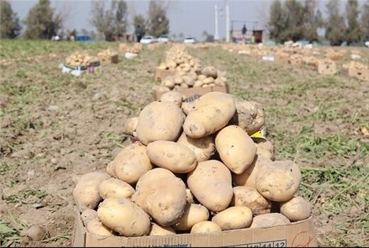 سیب زمینی کازرون درمیادین میوه و تره بار 