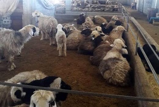 بهره‌برداری از یک واحد پرواربندی گوسفند در شهرستان کوهرنگ