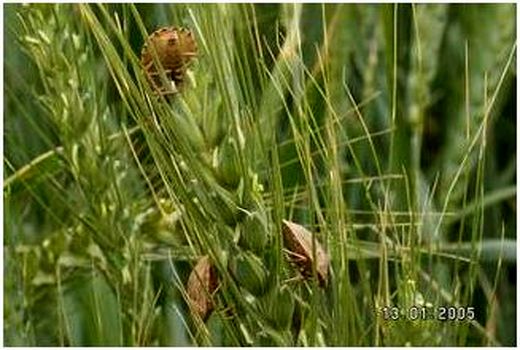 مشاهده پوره سن گندم در مزارع خراسان شمالی