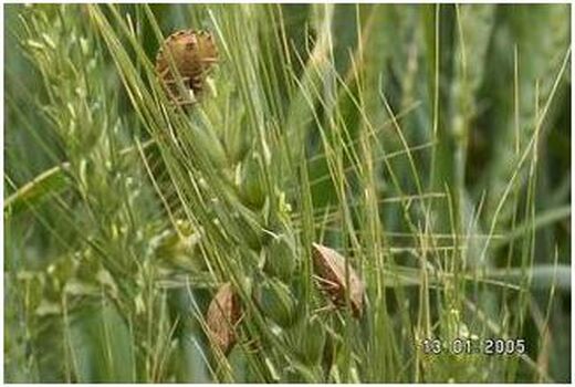 مشاهده پوره سن گندم در مزارع خراسان شمالی