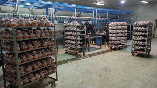 ذخیره سازی بیش از 300  تن گوشت مرغ در چهارمحال و بختیاری
