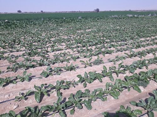 روستای نمونه در اجرای آبیاری نوین در خنج 