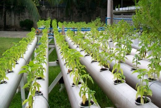 عملکرد گلخانه‌های هیدروپونیک 15 تا 20 برابر فضای باز است