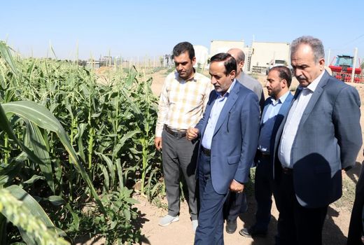 بازدید معاون وزیر جهاد کشاورزی از طرح آبیاری قطره‌ای در شهرستان البرز